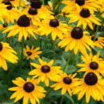 Black Eyed Susan