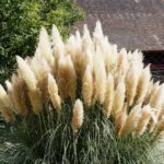 Ornamental Grass