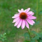 Purple Coneflower