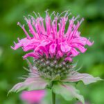 Wild Bergamot