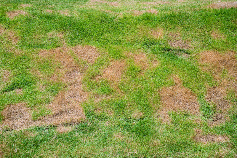 Brown Patch Disease