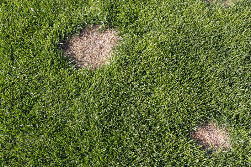 Dollar Spot Disease