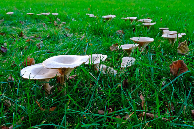 Fairy Ring Lawn Disease Type 3