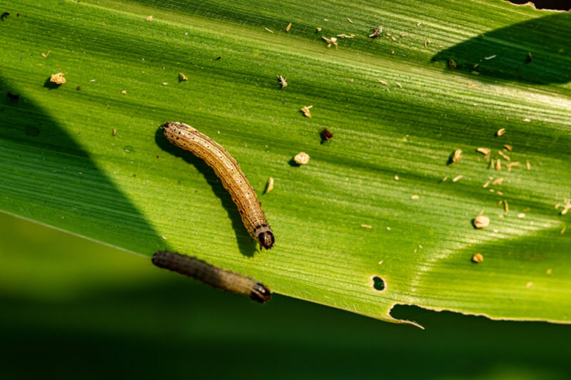 Armyworms