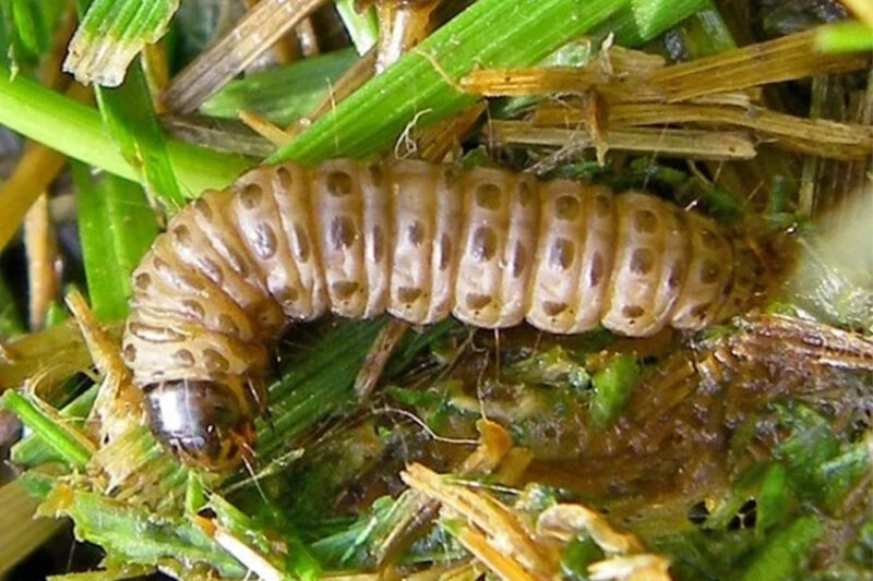 Sod Webworm