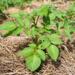 Straw Mulch