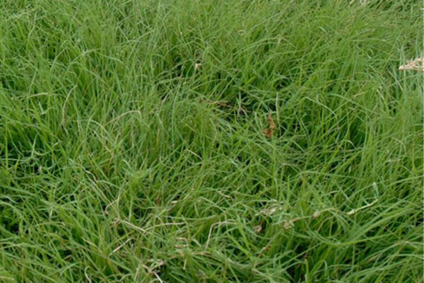 Buffalo Grass